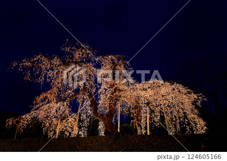 高原寺 枝垂れ桜 ライトアップ 高原寺 枝垂れ桜 ライトアップ 124605166