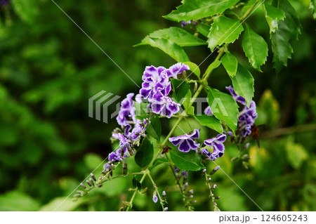 デュランタの花 124605243