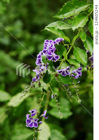 デュランタの花 124605244
