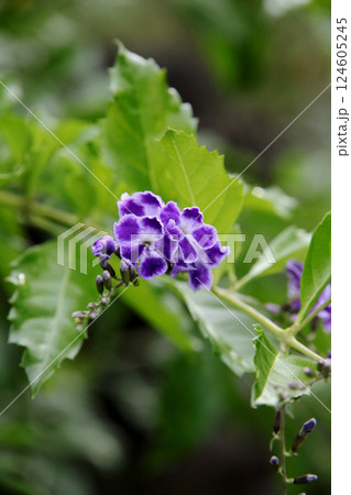 デュランタの花 デュランタの花 124605245