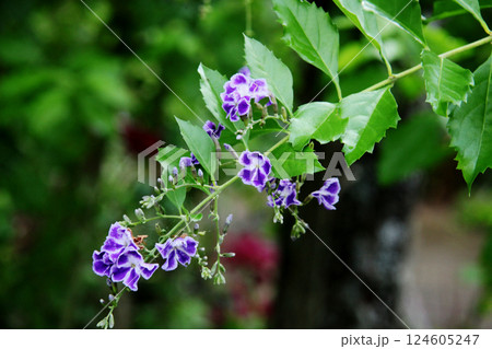 デュランタの花 デュランタの花 124605247