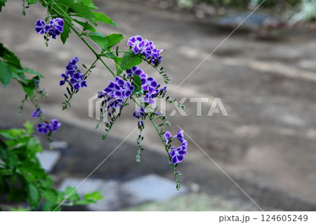 デュランタの花 124605249