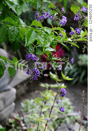 デュランタの花 124605250