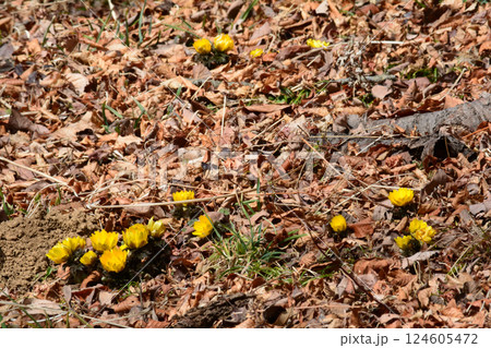 童謡の森ふれあいパーク　2025-2-11　＃35 124605472