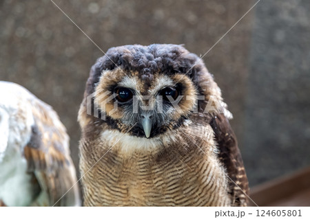 メガネを掛けているようなメガネフクロウ【フクロウ科】 メガネを掛けているようなメガネフクロウ【フクロウ科】 124605801