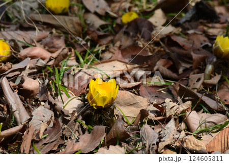 童謡の森ふれあいパーク　2025-2-11　＃44 124605811