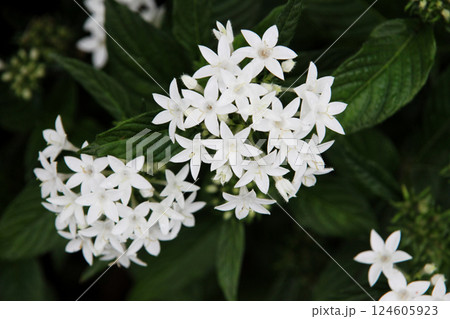 白いペンタス 124605923