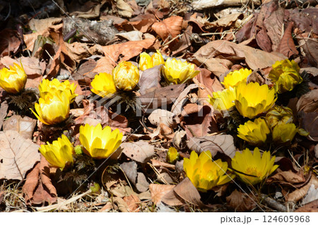 童謡の森ふれあいパーク 2025-2-11 #56 童謡の森ふれあいパーク 2025-2-11 #56 124605968