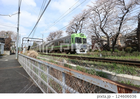 井の頭線とサクラ 124606036