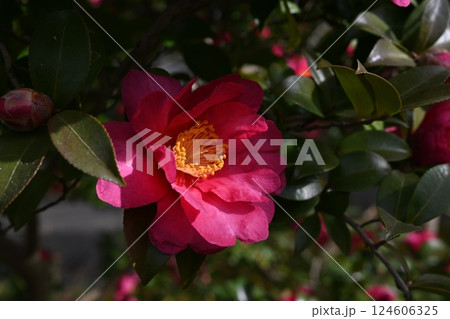 赤い山茶花 赤い山茶花 124606325