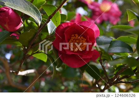 赤い山茶花 赤い山茶花 124606326