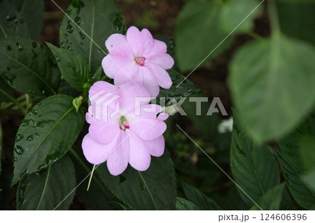 サンパチェンス 124606396