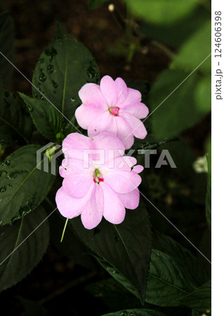 サンパチェンス サンパチェンス 124606398