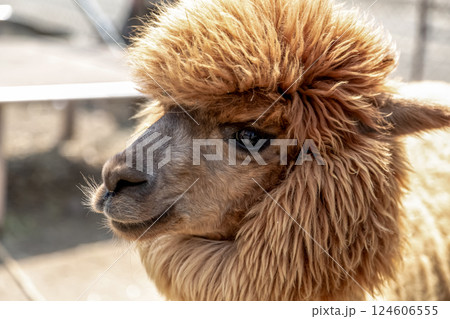 唇が器用に動くアルパカ（羊駄）【ラクダ科】 124606555