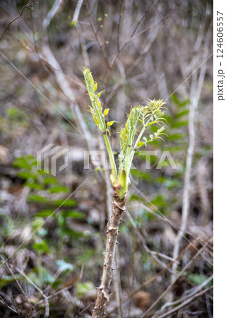 春の訪れを告げるタラの芽 124606557