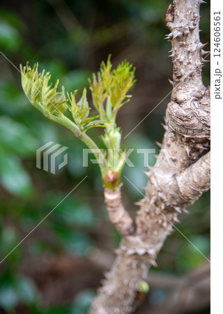 春の訪れを告げるタラの芽 124606561