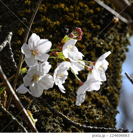 桜、戸定ヶ丘歴史公園にて 桜、戸定ヶ丘歴史公園にて 124606663