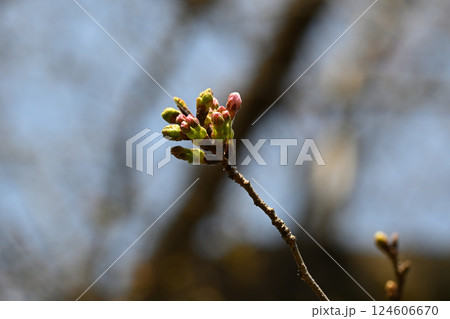 桜の蕾、ソメイヨシノ、戸定ヶ丘歴史公園にて 桜の蕾、ソメイヨシノ、戸定ヶ丘歴史公園にて 124606670