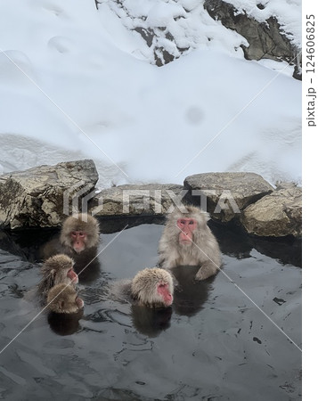 温泉に入る猿家族 124606825