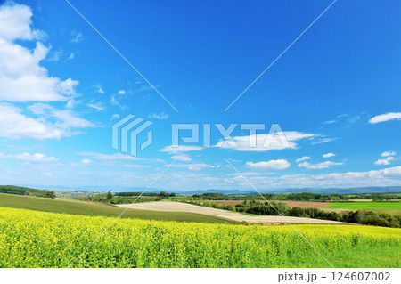 北海道 青空と菜の花畑の風景 北海道 青空と菜の花畑の風景 124607002