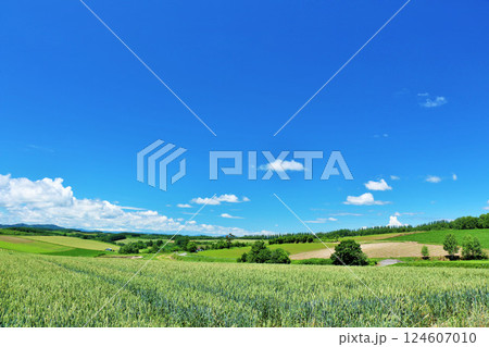 北海道　夏の青空と美瑛の風景 124607010