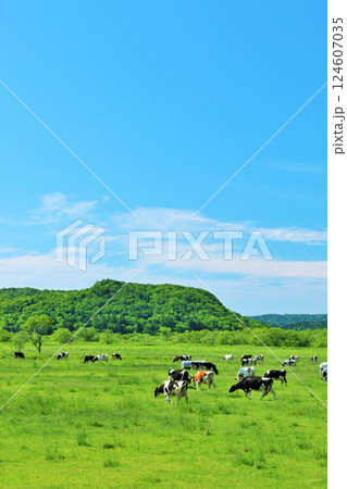 北海道 青空の牧場風景 北海道 青空の牧場風景 124607035