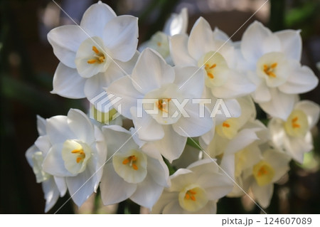 早春の庭に咲く白いフサザキスイセンの花 早春の庭に咲く白いフサザキスイセンの花 124607089