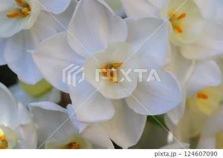 早春の庭に咲く白いフサザキスイセンの花 早春の庭に咲く白いフサザキスイセンの花 124607090