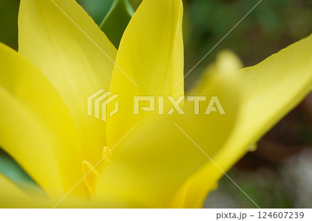 チューリップ☆Tulip 124607239