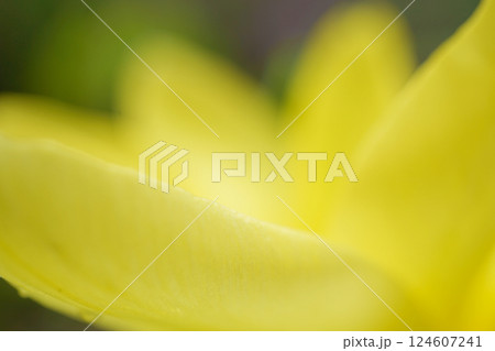 チューリップ☆Tulip 124607241