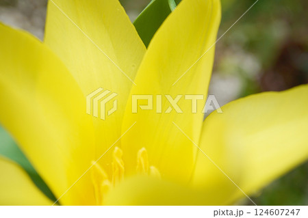 チューリップ☆Tulip 124607247