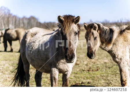 Rebred Tarpan Horses Running Wild in the Naliboki Forest 124607258