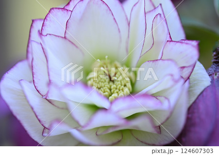 クリスマスローズ 白系 重ね咲 マクロレンズ クリスマスローズ 白系 重ね咲 マクロレンズ 124607303