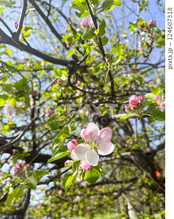 White blossoms on tree branches in sunlight. 124607318