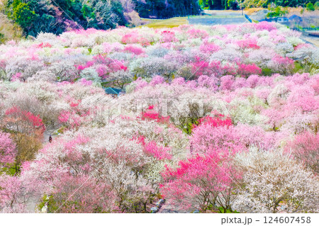 いなべ市梅林農業公園 124607458