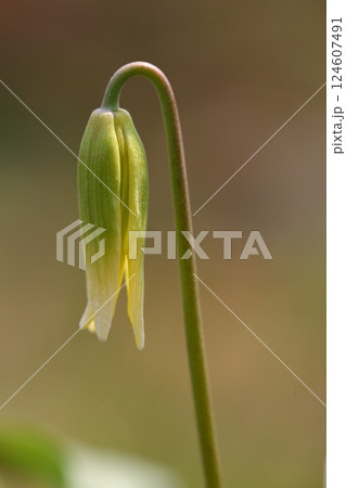 キバナカタクリの花の蕾 124607491