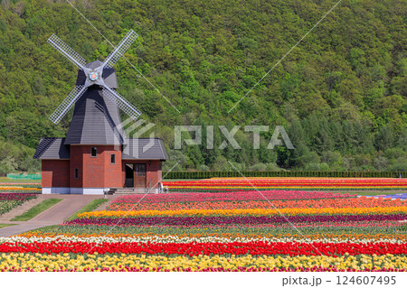 北海道湧別町、70万本のチューリップが咲き誇るかみゆうべつチューリップ公園【5月】 北海道湧別町、70万本のチューリップが咲き誇るかみゆうべつチューリップ公園【5月】 124607495
