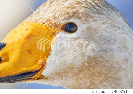 北海道の春に訪れるハクチョウ 124607533