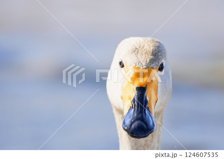 北海道の春に訪れるハクチョウのクチバシ 124607535