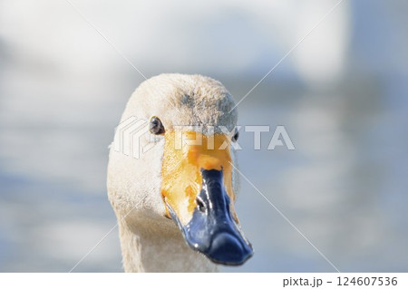 北海道の春に訪れるハクチョウ 124607536