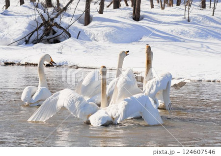北海道の春に訪れ鳴き交わすハクチョウの群れ 124607546