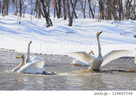 北海道の春に訪れ鳴き交わすハクチョウの群れ 北海道の春に訪れ鳴き交わすハクチョウの群れ 124607548