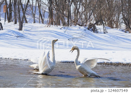 北海道の春に訪れ鳴き交わすハクチョウの群れ 124607549