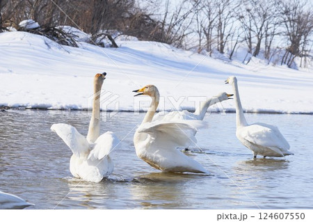 北海道の春に訪れ鳴き交わすハクチョウの群れ 124607550