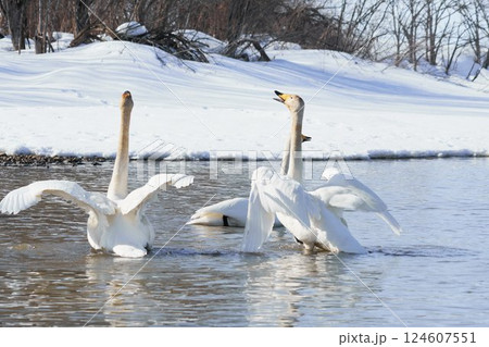 北海道の春に訪れ鳴き交わすハクチョウの群れ 124607551