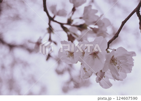 春寒に桜咲く 124607590