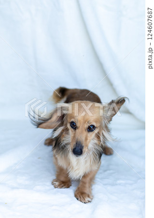 カニンヘンダックスフンド シェーゼットイエロー カニンヘンダックスフンド シェーゼットイエロー 124607687