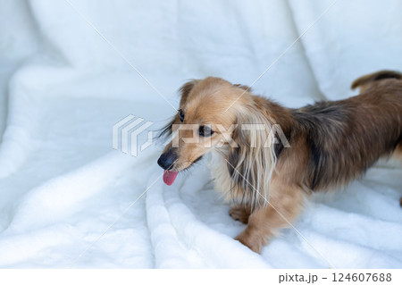 カニンヘンダックスフンド シェーゼットイエロー カニンヘンダックスフンド シェーゼットイエロー 124607688