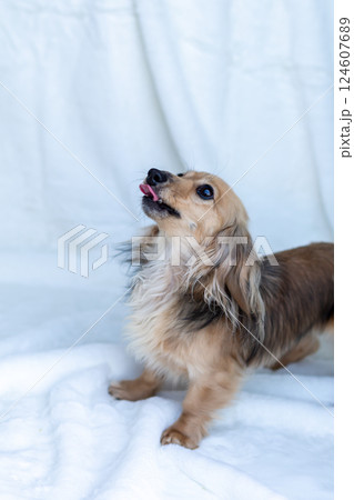 カニンヘンダックスフンド シェーゼットイエロー カニンヘンダックスフンド シェーゼットイエロー 124607689