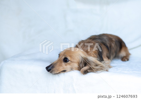 カニンヘンダックスフンド シェーゼットイエロー 124607693